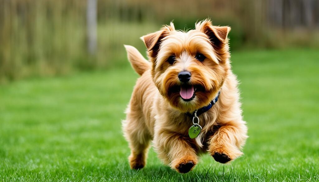 Hunderasse Norfolk Terrier