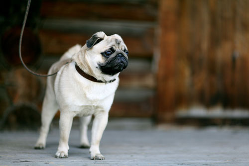 Mops