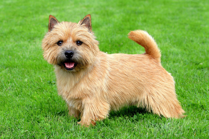 norwich-terrier