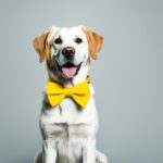 Was bedeutet die gelbe Schleife bei Hunden?