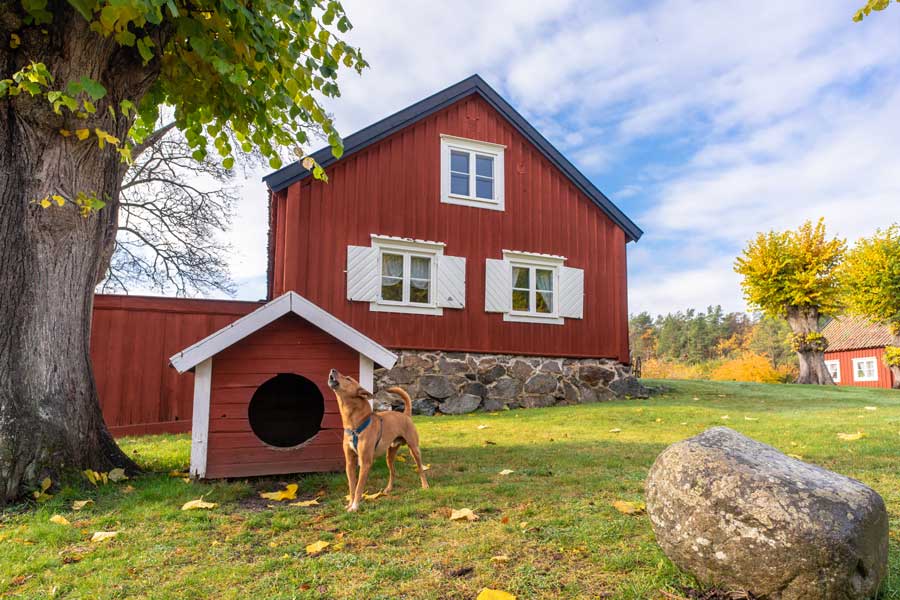 schweden-mit-hund