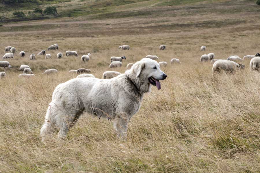 Herdenschutzhund