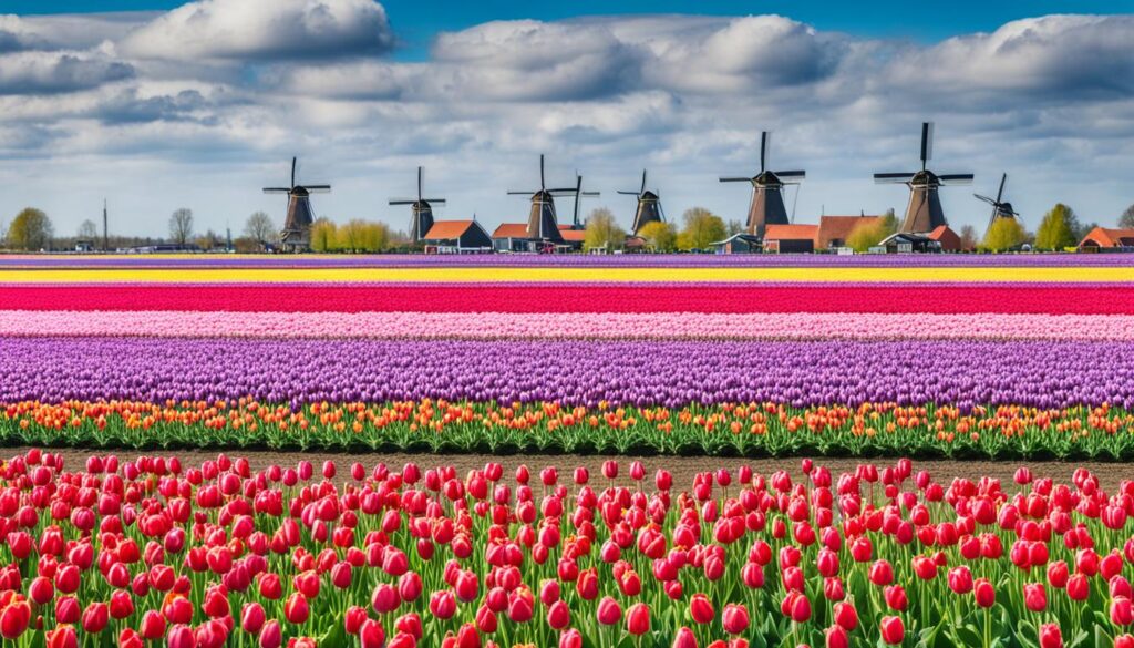 Tulpenblüte in Lelystad