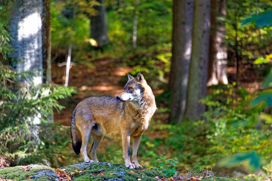 wolf-in-deutschland