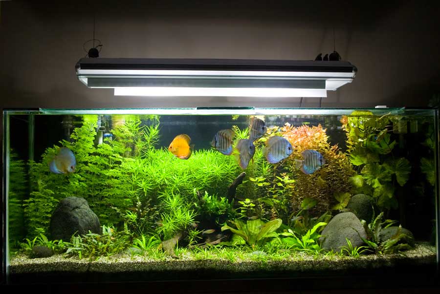 aquarium