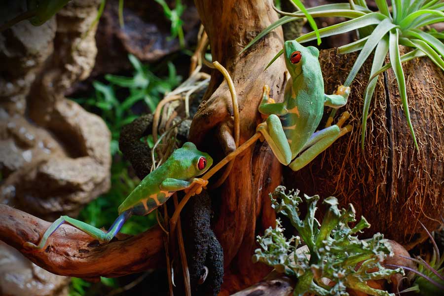 terrarium