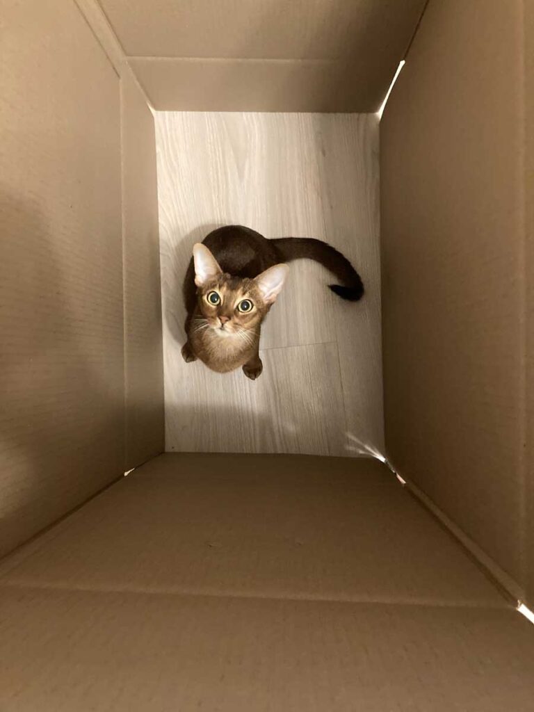 Schrödingers Katze