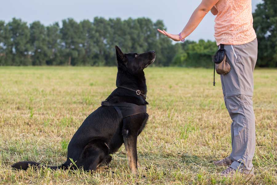 hundetrainer
