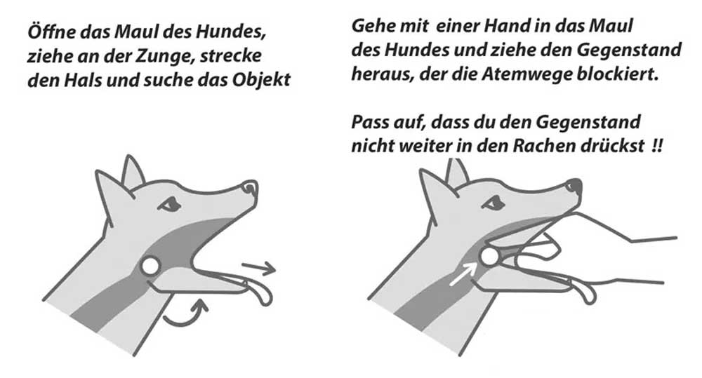 Gegenstand-aus-maul-des-hundes-holen