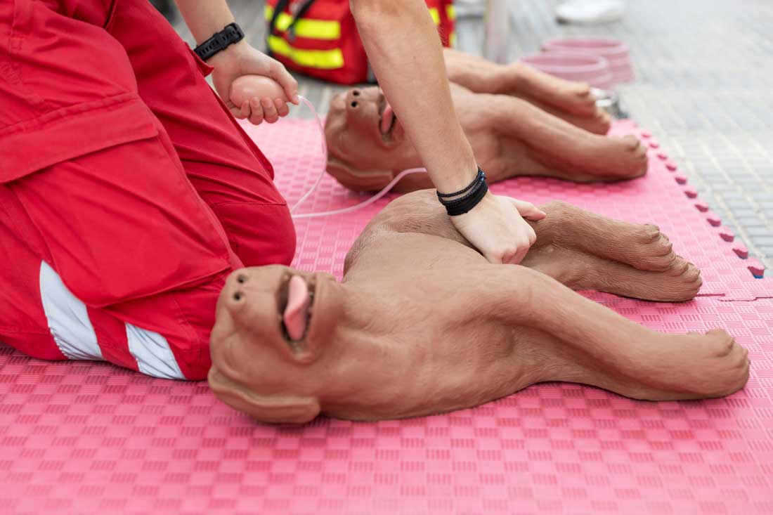 Wunderschne Erste Lufigkeit Bei Hndin Fotos