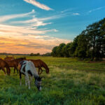 pferdeweide