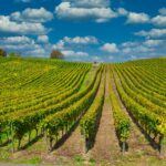 weinanbaugebiete-Deutschland