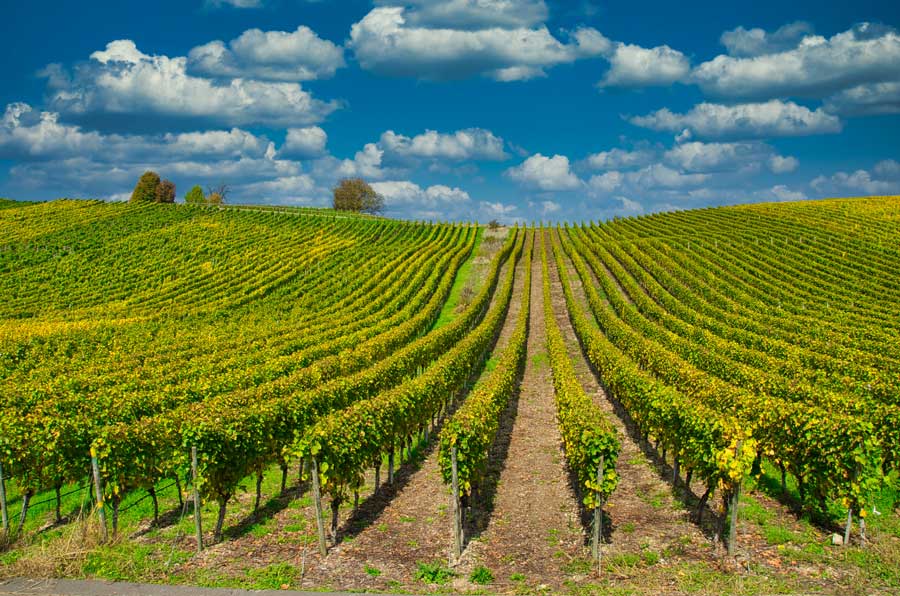 weinanbaugebiete-Deutschland