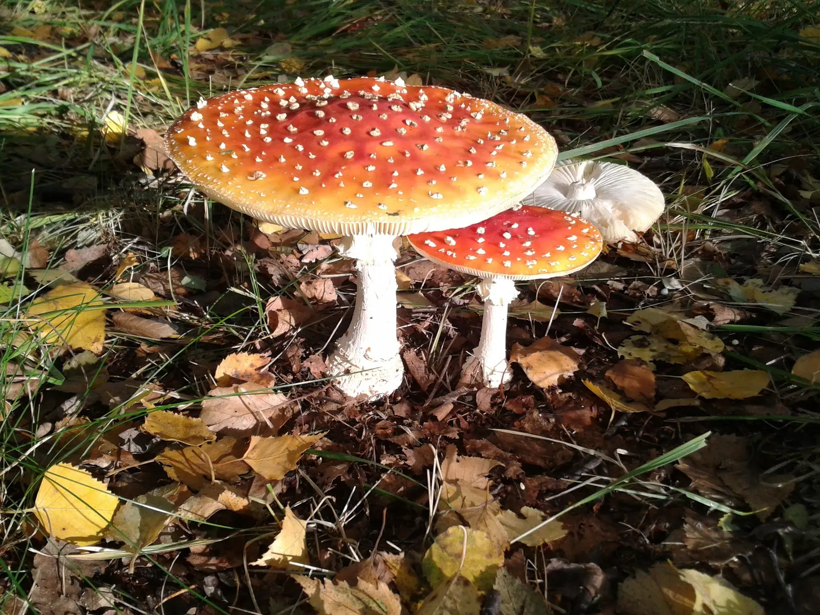 Drei rot-weiße Fliegenpilze wachsen zwischen Herbstlaub auf dem Waldboden