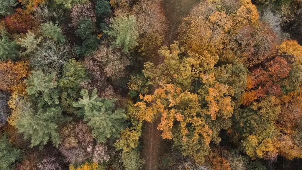 Luftaufnahme eines bunt gefärbten Herbstwaldes bei München
