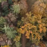 Luftaufnahme eines bunt gefärbten Herbstwaldes bei München