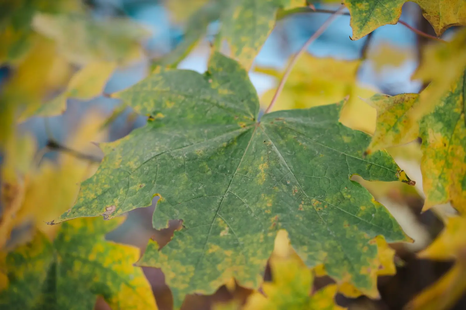 Nahaufnahme eines Ahornblatts mit grünen und gelben Bereichen während der Herbstfärbung