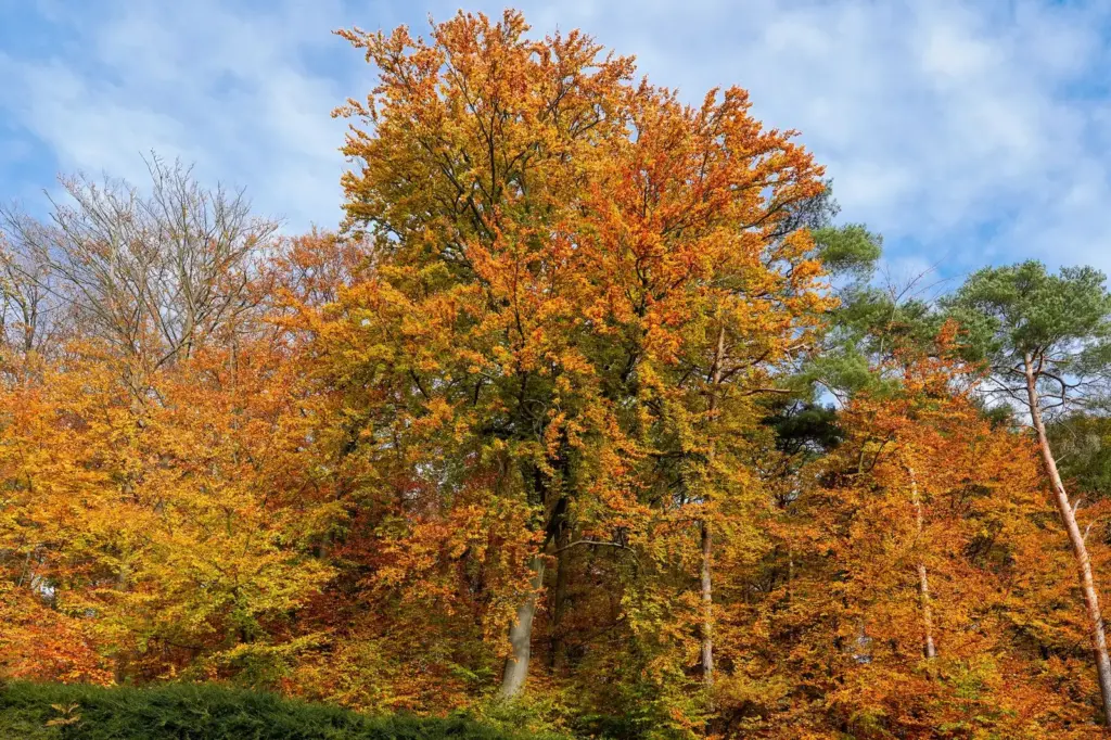 Laubbäume mit gelben und orangefarbenen Kronen in einem Herbstwald in Geesthacht