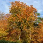 Laubbäume mit gelben und orangefarbenen Kronen in einem Herbstwald in Geesthacht