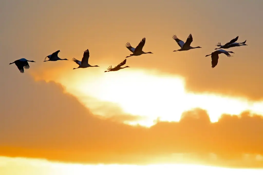 Kraniche fliegen bei Sonnenuntergang in einer lockeren Formation über Drebber