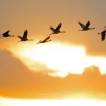 Kraniche fliegen bei Sonnenuntergang in einer lockeren Formation über Drebber