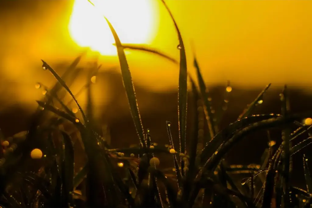 Tautropfen auf Grashalmen im warmen Licht des Sonnenaufgangs