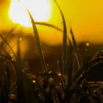 Tautropfen auf Grashalmen im warmen Licht des Sonnenaufgangs