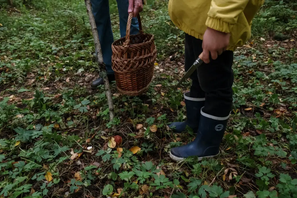 Zwei Personen stehen mit Weidenkorb und Messer bei der Pilzsuche im Wald