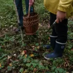 Zwei Personen stehen mit Weidenkorb und Messer bei der Pilzsuche im Wald