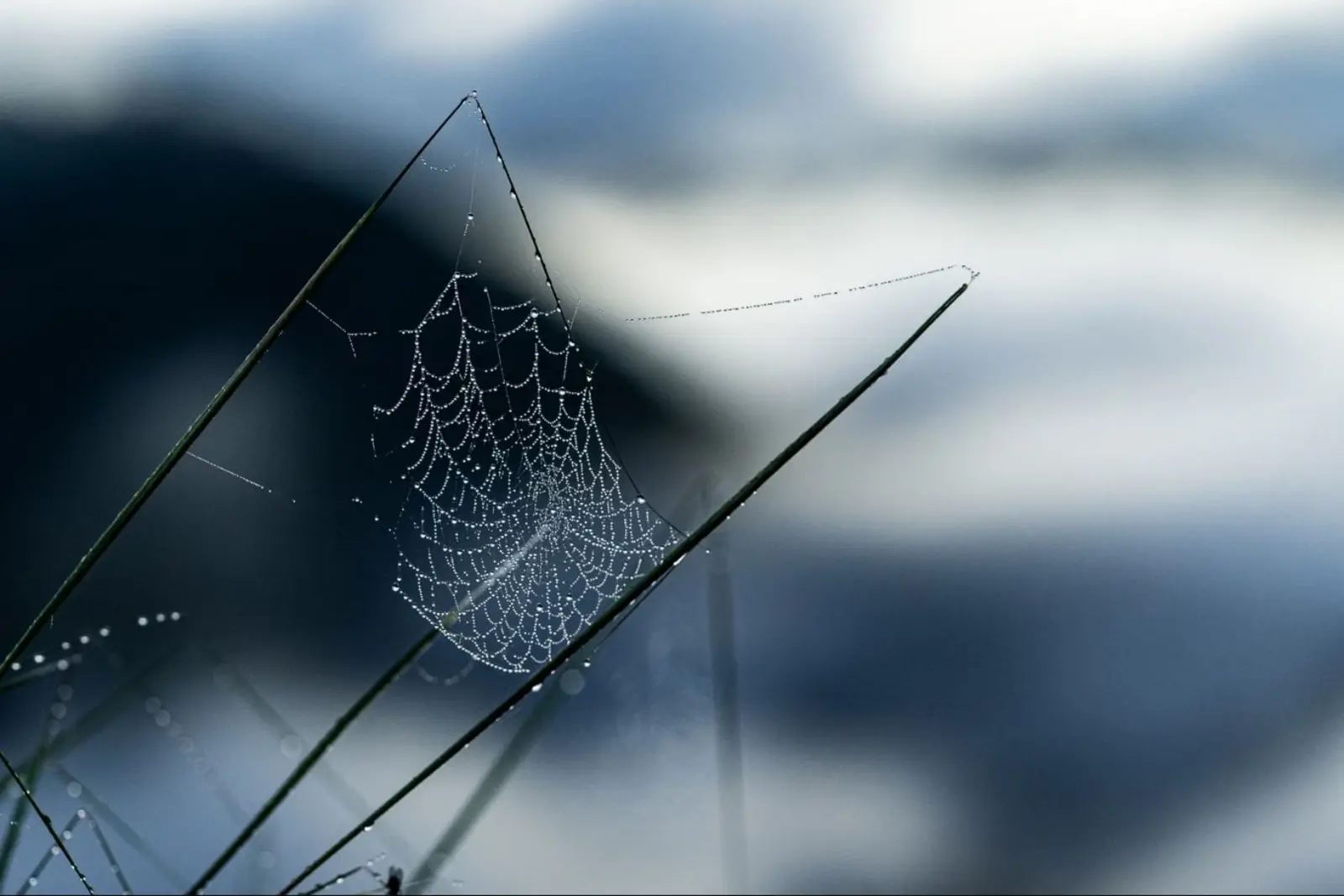 Feine Tautropfen auf einem Spinnennetz im morgendlichen Gegenlicht