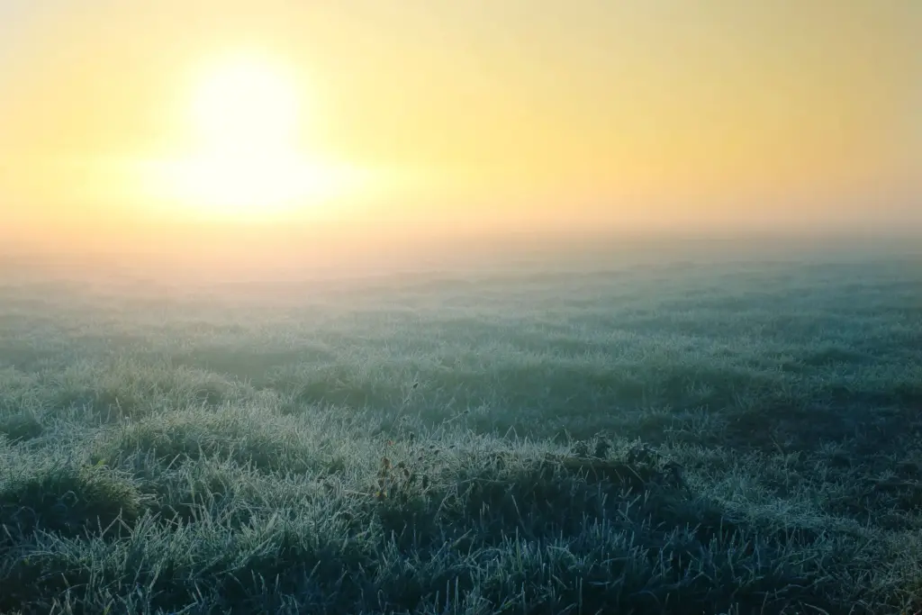 Bereifte Wiese im Morgennebel bei tief stehender Sonne
