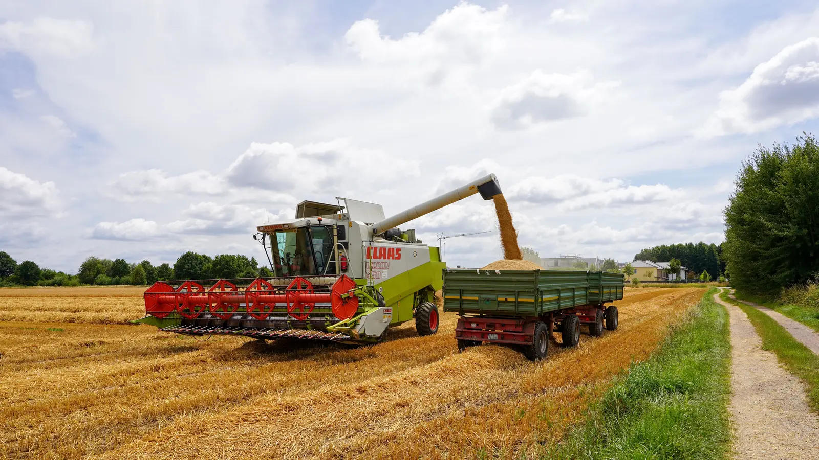 Mähdrescher lädt geerntetes Getreide auf einen Anhänger auf einem Feld in Geesthacht