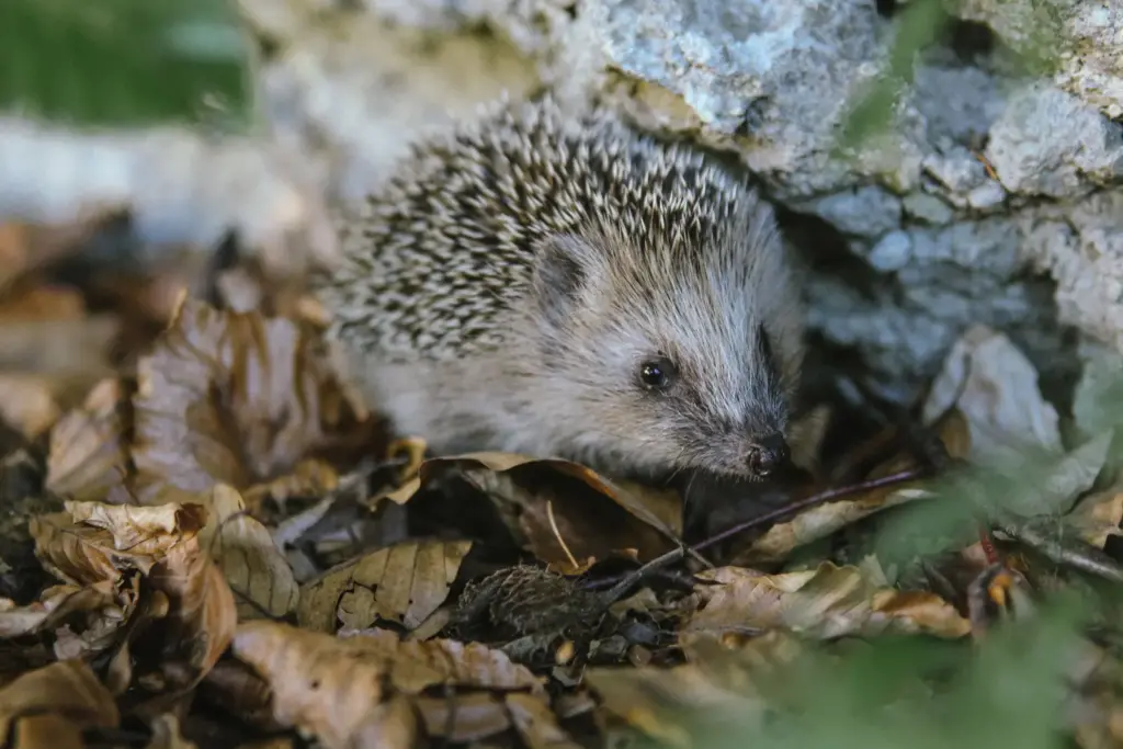 Ein Igel sitzt zwischen trockenem Herbstlaub in natürlicher Umgebung