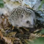 Ein Igel sitzt zwischen trockenem Herbstlaub in natürlicher Umgebung