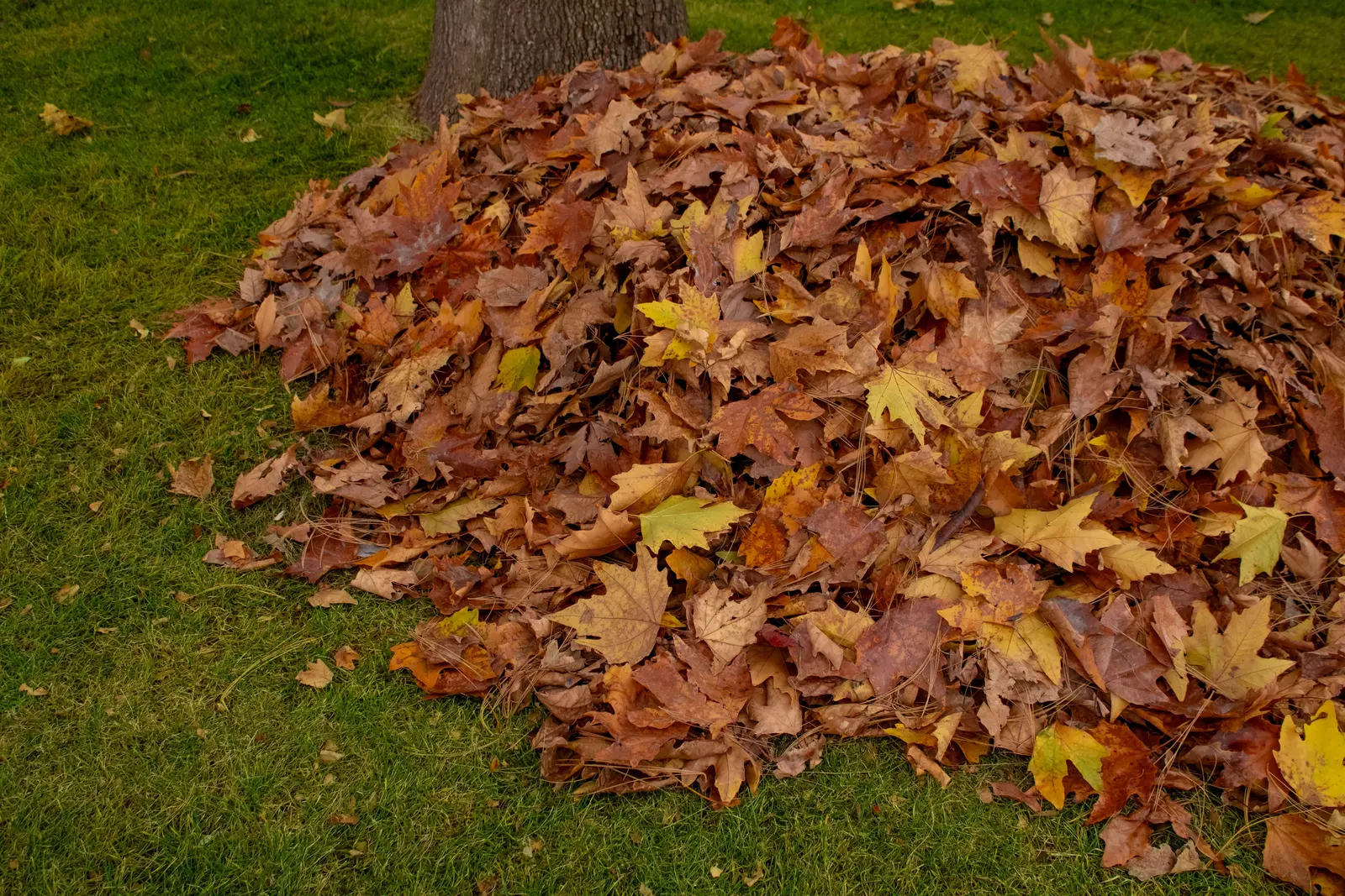 Ein großer Haufen aus trockenem Herbstlaub liegt auf einer Rasenfläche