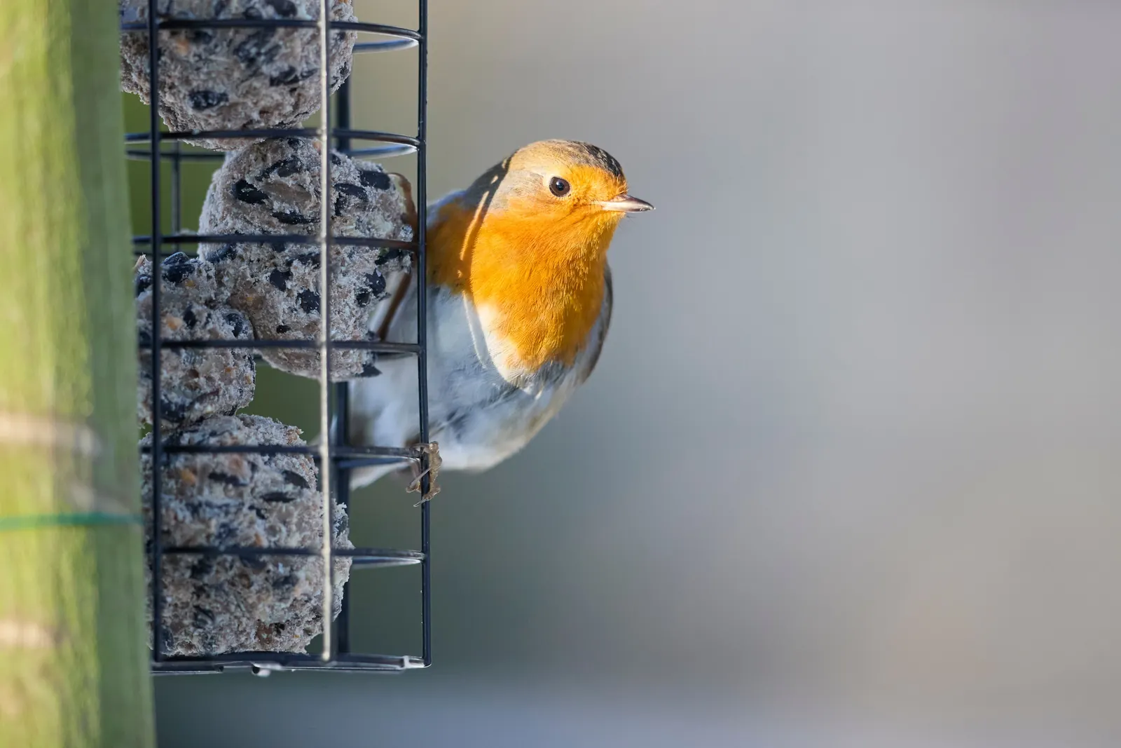 Rotkehlchen an einem Halter mit Fettfutter in einem winterlichen Garten