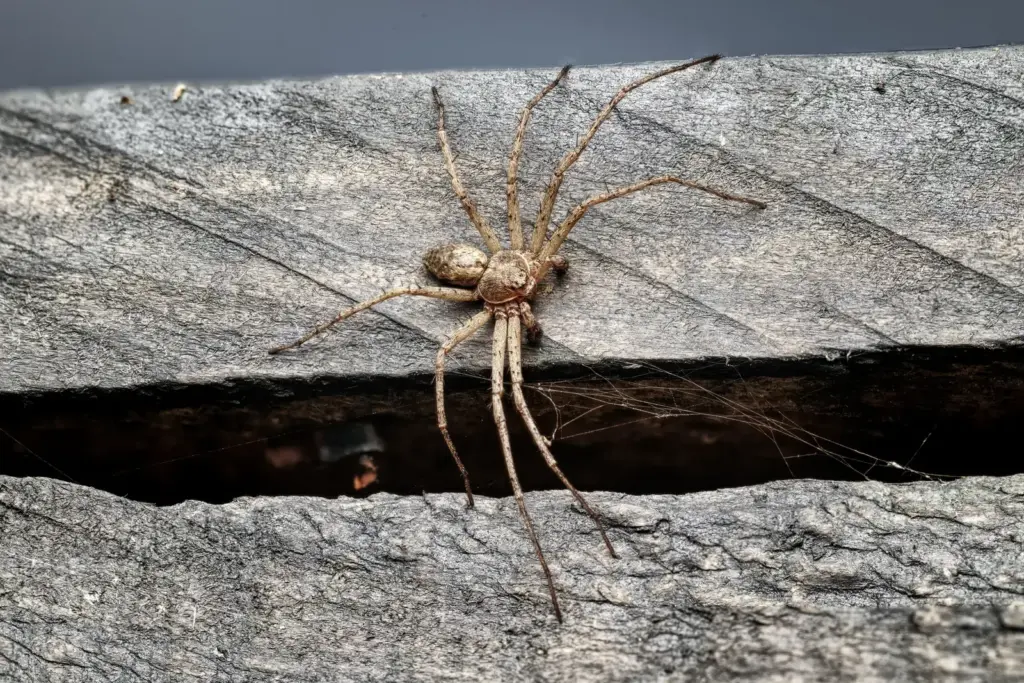 Braune Spinne auf einer verwitterten Holzoberfläche im Gebäude