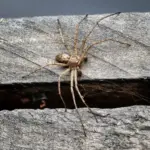 Braune Spinne auf einer verwitterten Holzoberfläche im Gebäude