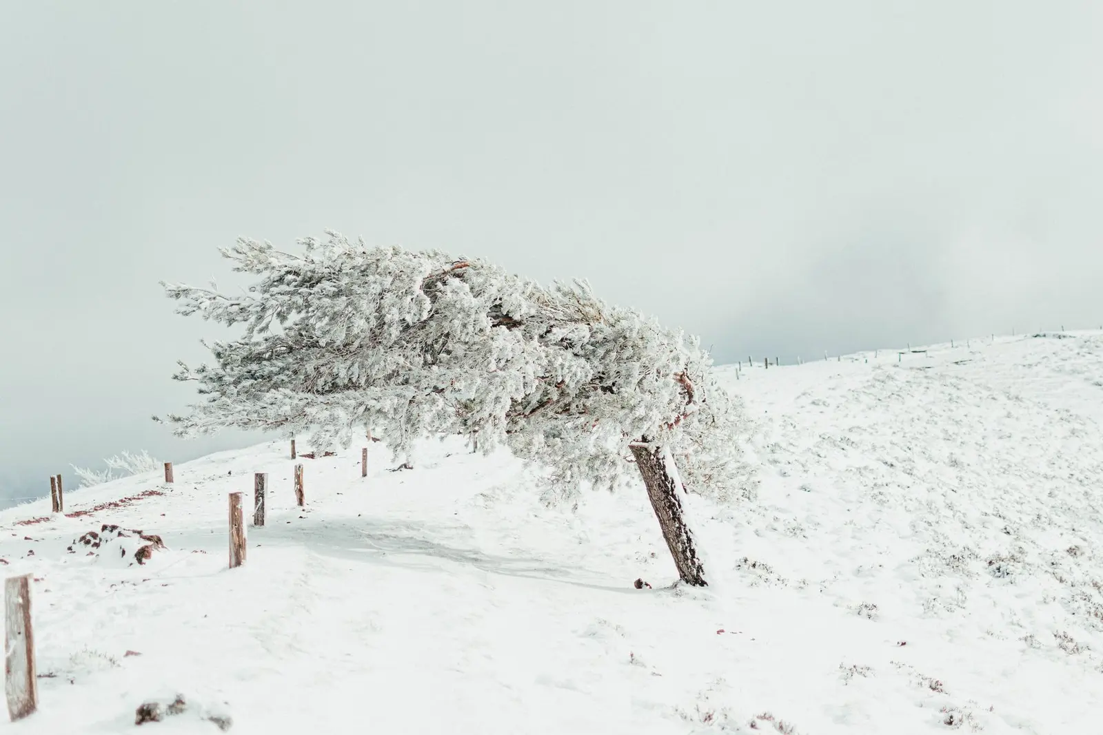 Vereister Baum, dessen Krone sich in einer verschneiten Landschaft unter starkem Wind zur Seite neigt