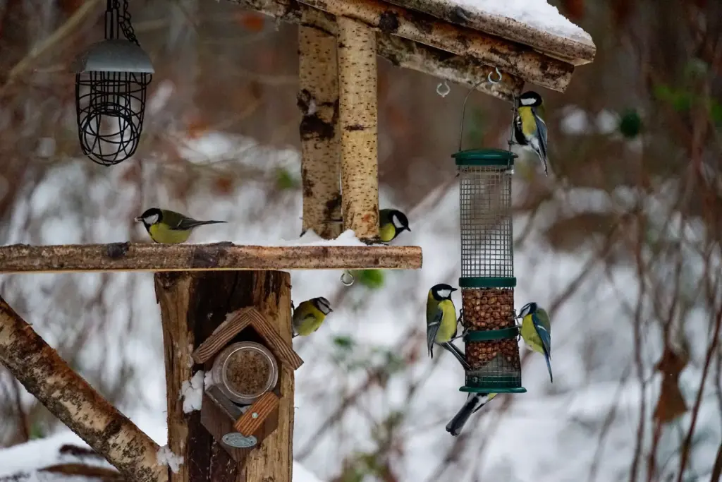 Kohlmeisen an mehreren Futterstellen in einem verschneiten Wintergarten