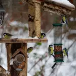 Kohlmeisen an mehreren Futterstellen in einem verschneiten Wintergarten