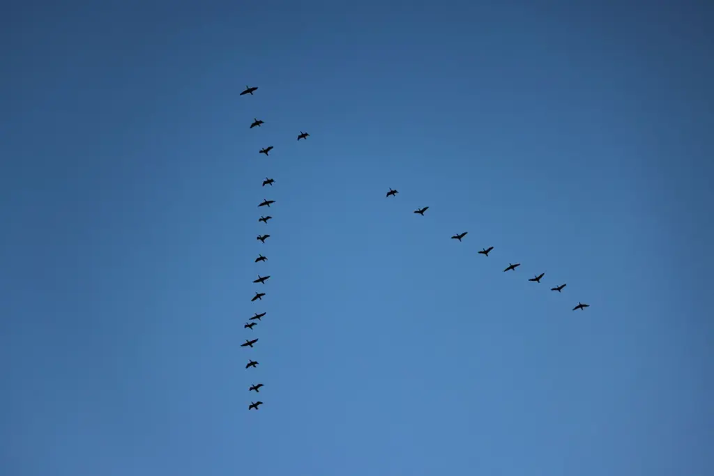 Zugvögel fliegen in V-Formation vor blauem Himmel