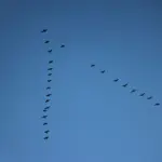 Zugvögel fliegen in V-Formation vor blauem Himmel